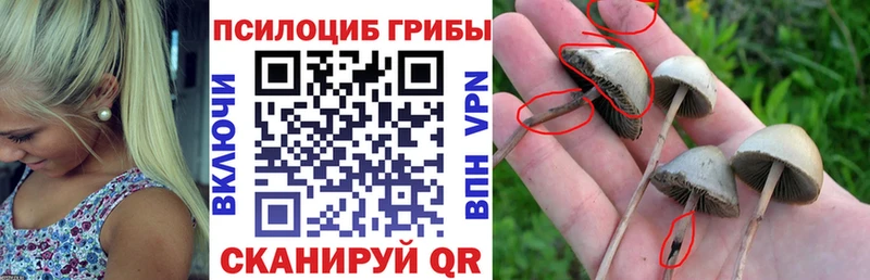 сколько стоит  Дрезна  Псилоцибиновые грибы мицелий 